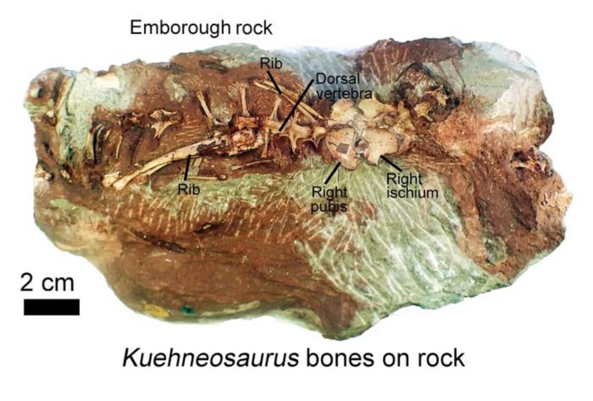 Showing partial skeleton of gliding reptile Kuehneosaurus on rock from Emborough