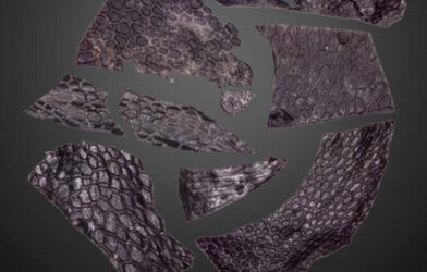 fossilized skin