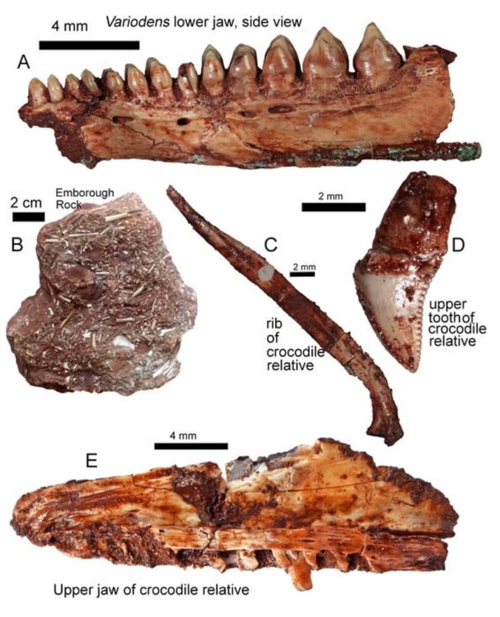 A Jawbone of unusual Triassic reptile Variodens first named from Emborough. B) Typical Emborough rock with many bones. C, D and E) bones from land-living relatives of crocodiles