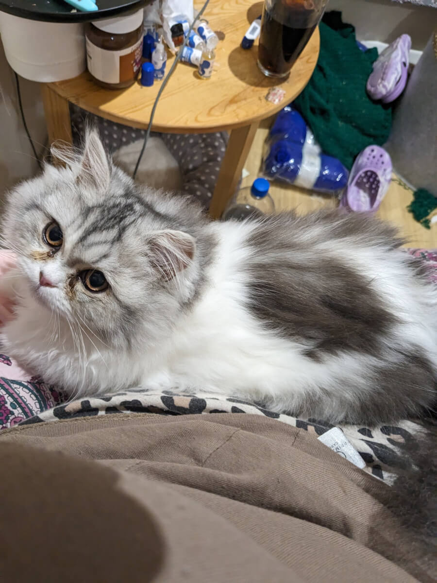 A woman who suffers from epilepsy says her cat can detect her seizures