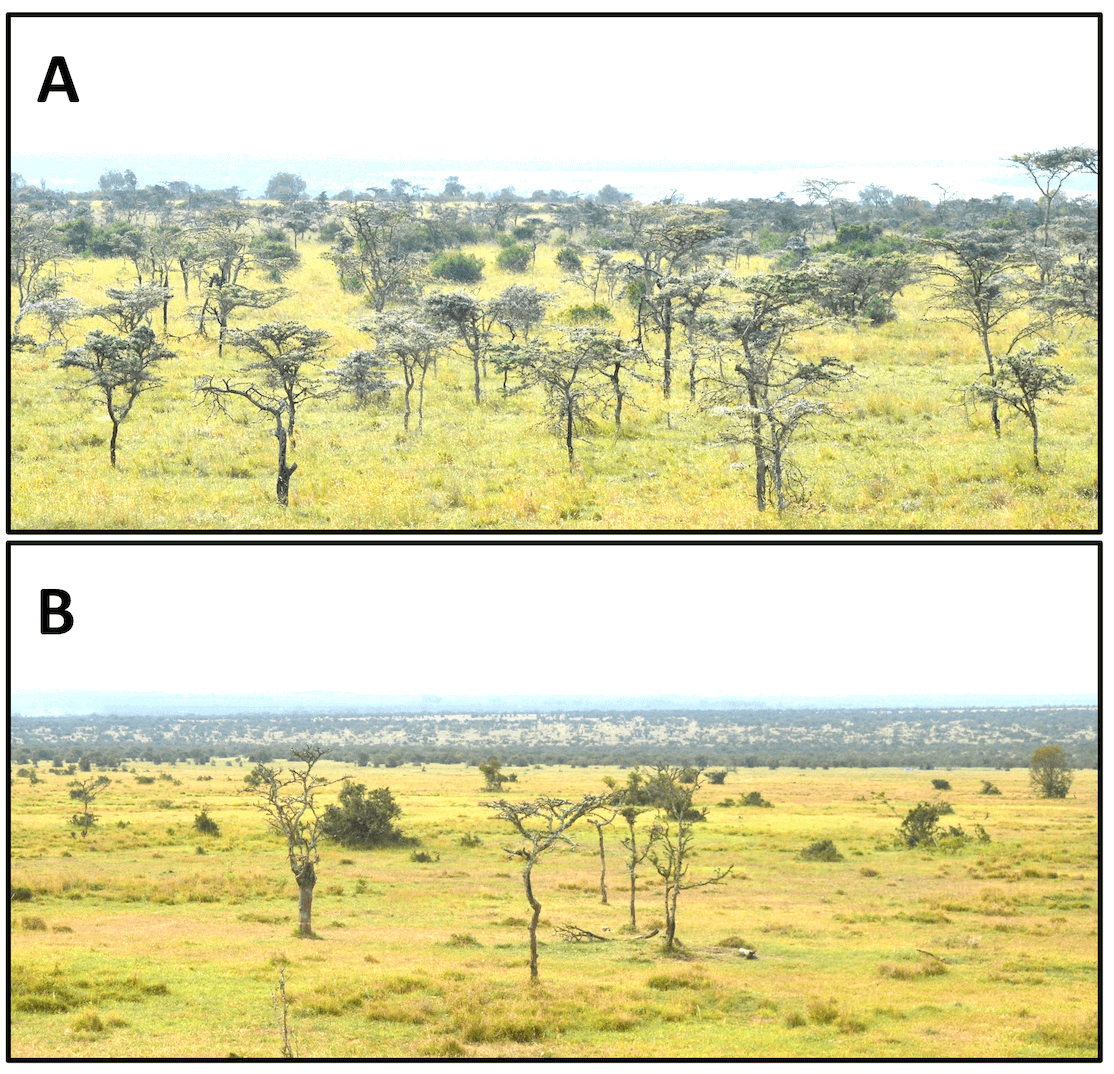 The two images represent acacia trees both invaded and not invaded by a small ant species