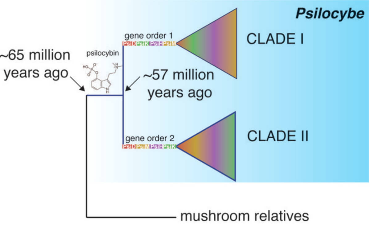 A simplified evolutionary tree for the genus Psilocybe