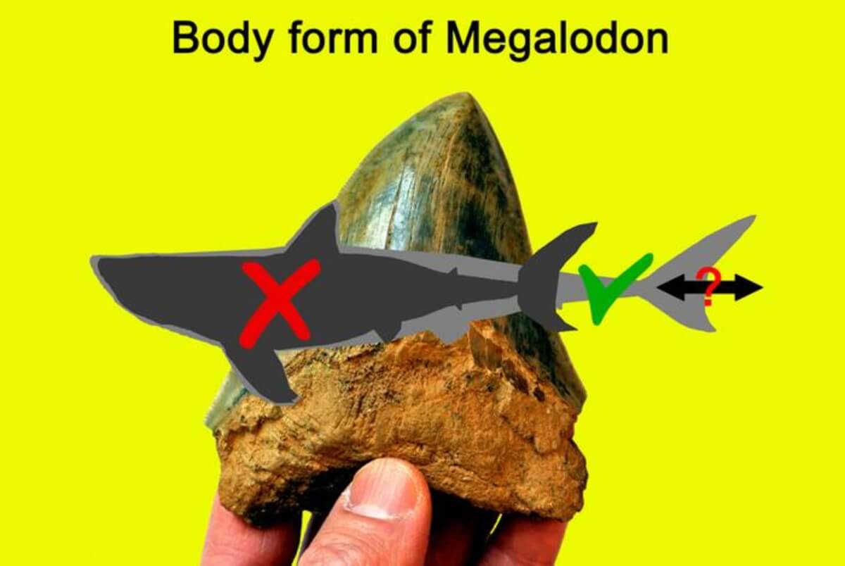 Study sheds new light on the body form of the Megalodon, and its role in shaping ancient marine life