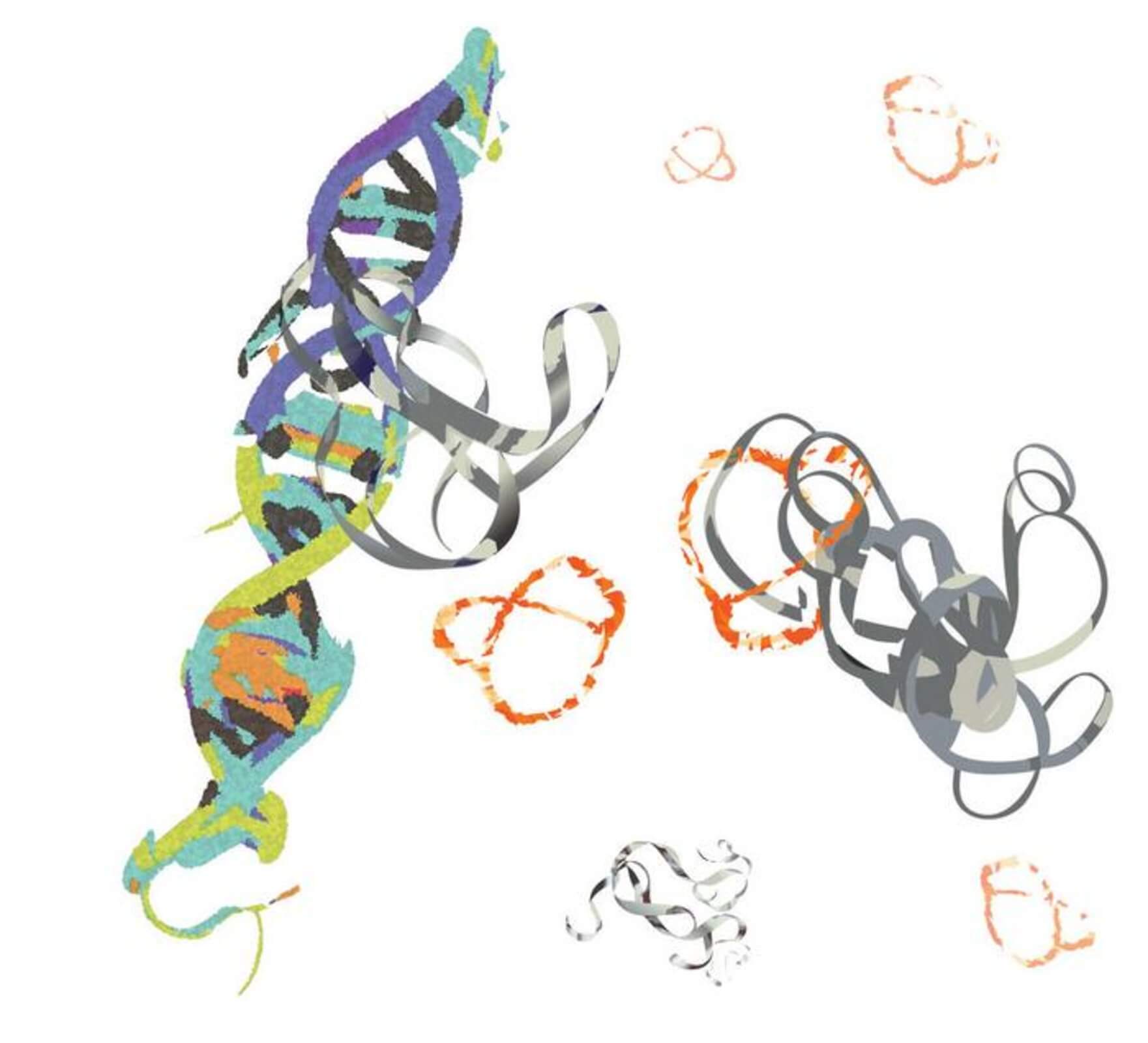 ​The MYC proteins (grey ribbons) bind to DNA and promote cancer progression