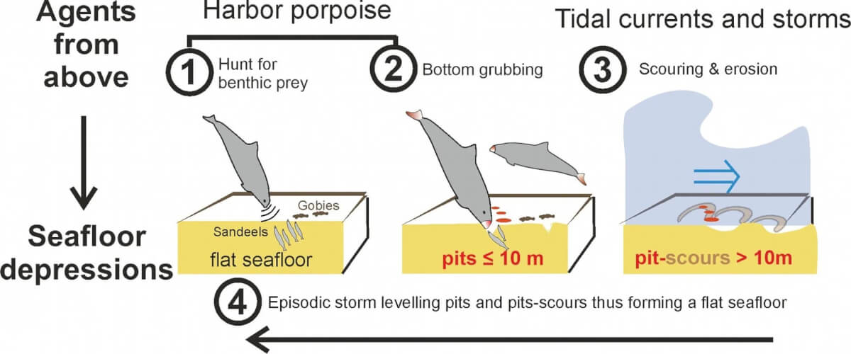 The harbor porpoise pits model schematically sketches the evolution of crater-like depressions through biological and oceanographic processes
