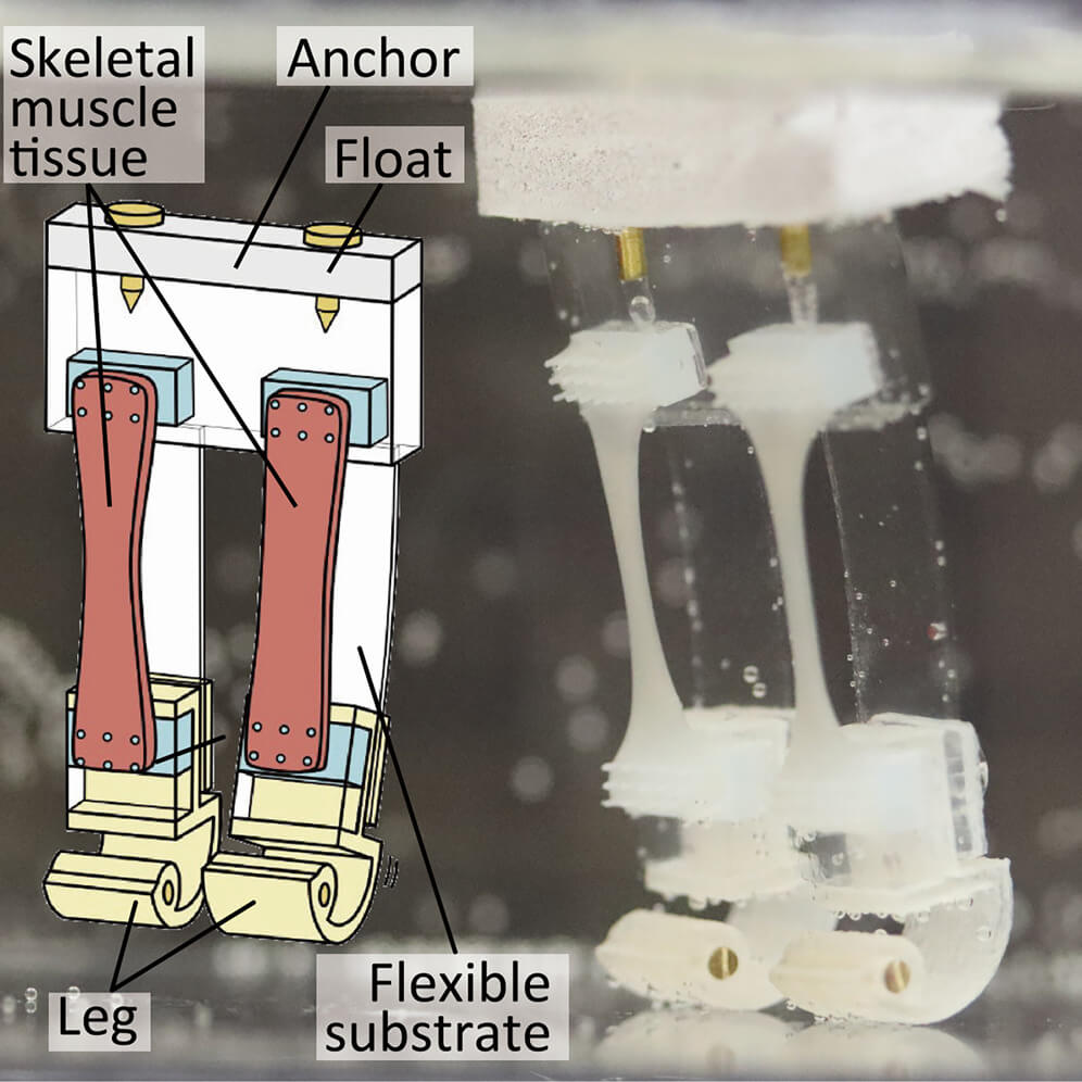 Illustration of a bipedal robot powered by cultured skeletal muscle tissue 