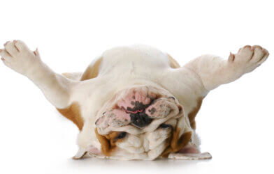 A Bulldog laying on its back