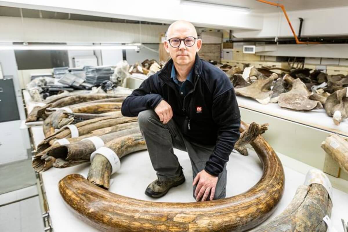 Matthew Wooller, a professor in the UAF College of Fisheries and Ocean Sciences, sits among mammoth tusks in the collection at the University of Alaska Museum of the North