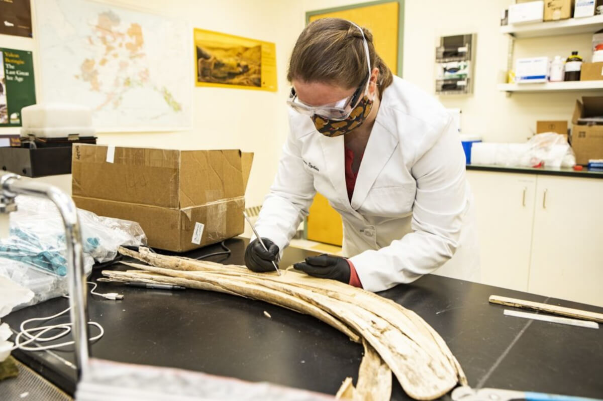 Karen Spaleta, Deputy Director of the Alaska Stable Isotope Facility and co-author of the study takes a sample from a mammoth tusk found at the Swan Point archaeological site in Interior Alaska