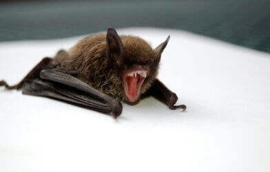 Bat opening mouth, revealing its fangs