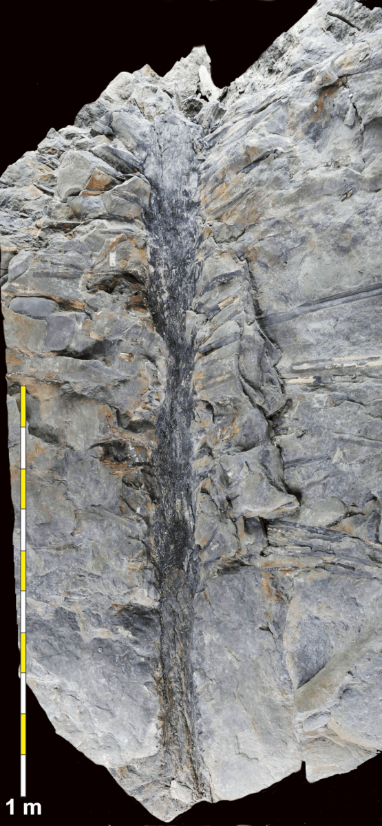 Sanfordiacaulis densifolia fossil