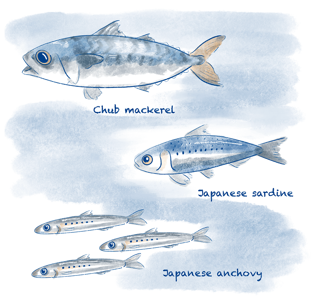 The Japanese anchovy, Japanese sardine and chub mackerel make up a large proportion of the important fishing stock in the area