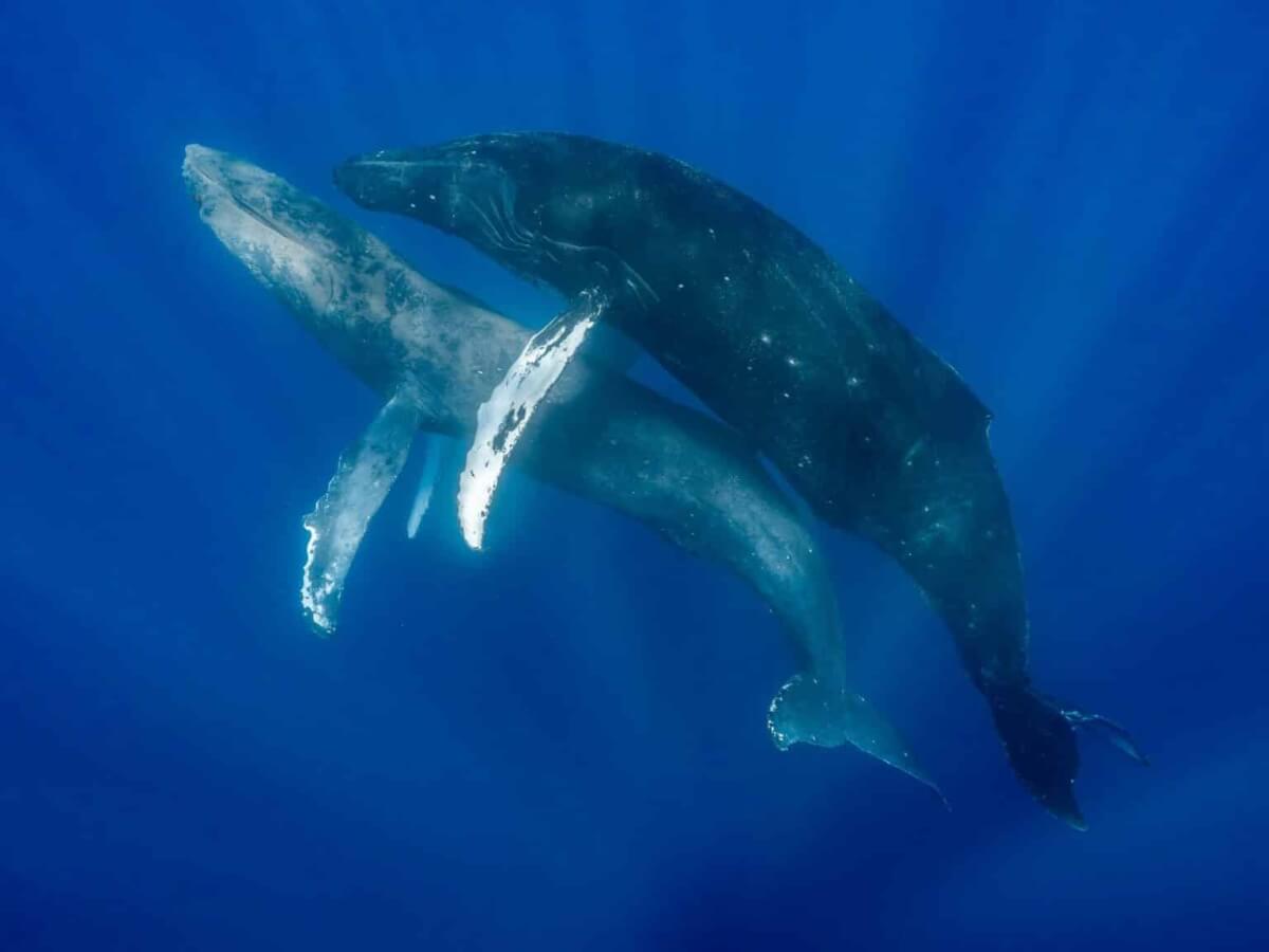 Male Humpback Whales mating