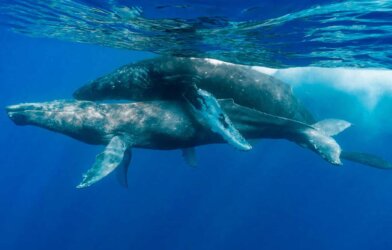 Male Humpback Whales mating