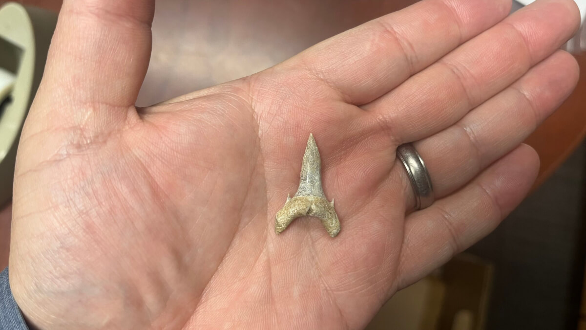 Palaeohypotodus bizzocoi tooth