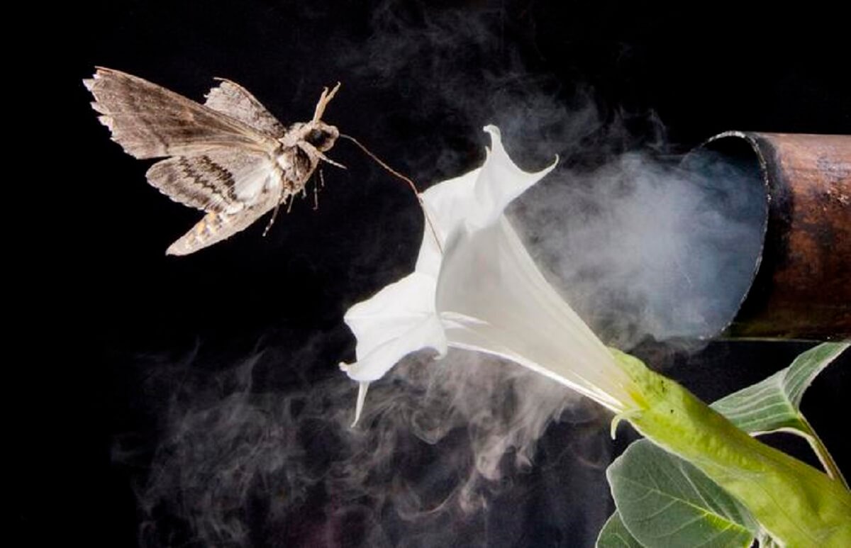 This photo illustration depicts a tobacco hawkmoth navigating to a flower amid air fouled by vehicle exhaust emissions.