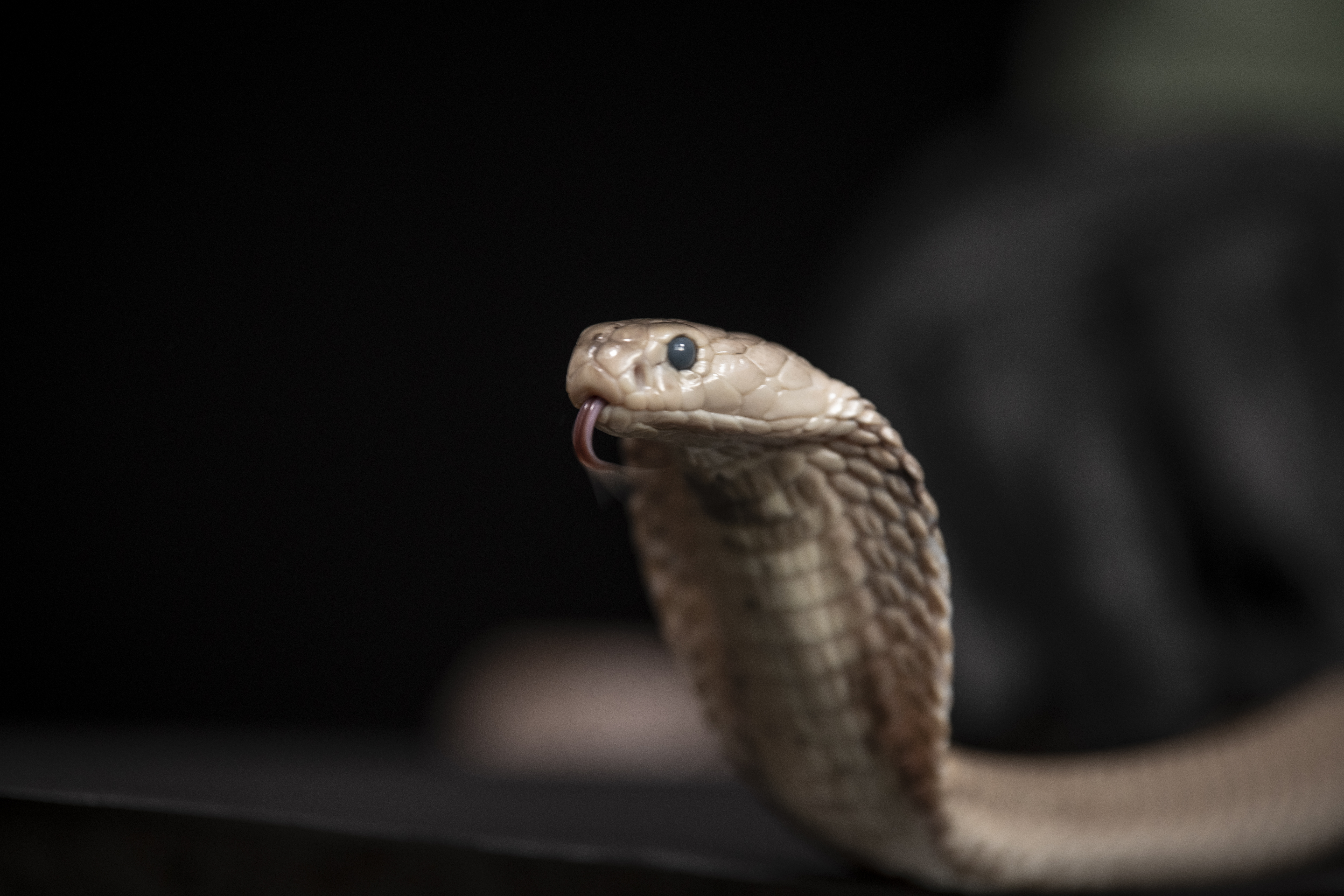 Scripps Research scientists discovered an antibody that represents a large step toward creating a universal antivenom, which would be effective against the venom of all snakes
