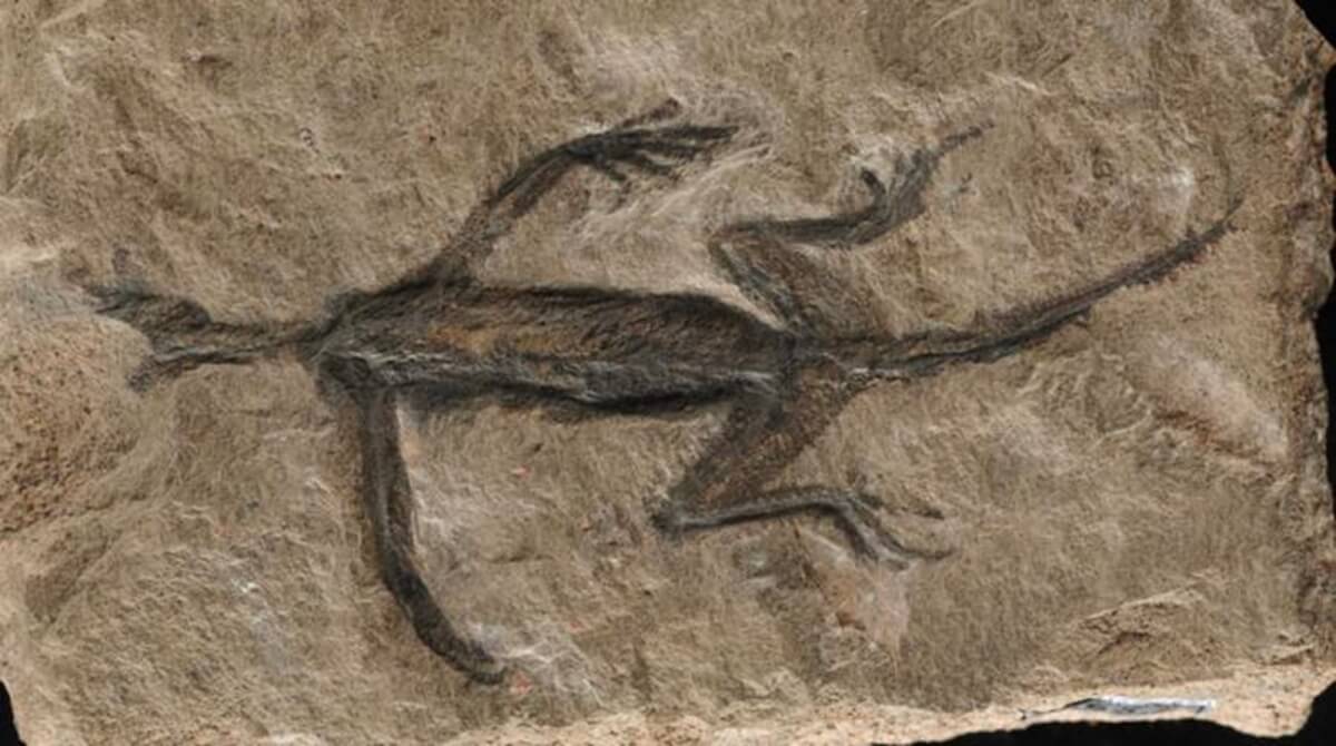 Tridentinosaurus antiquus was discovered in the Italian alps in 1931 and was thought to be an important specimen for understanding early reptile evolution - but has now been found to be, in part a forgery.