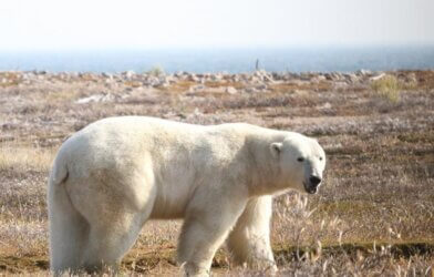 Polar bear on land in Western Hudson Bay region