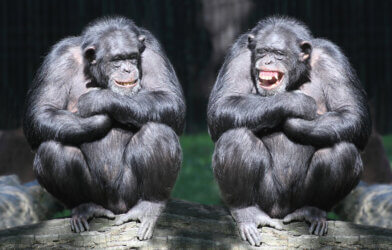 Two chimpanzees having fun.