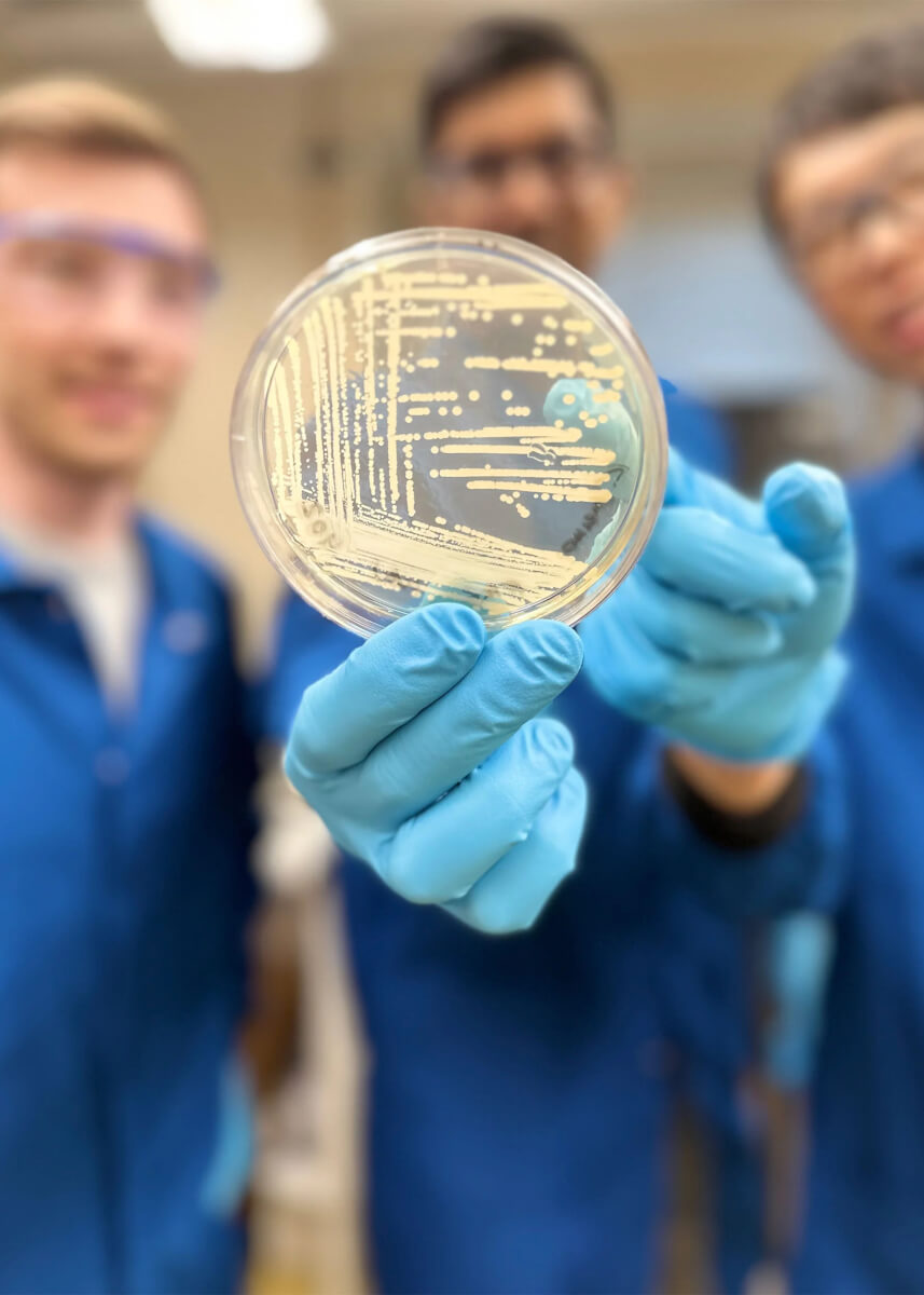 An agar plate containing colonies of Klebsiella pneumoniae bacteria, one of the drug-resistant strains the synthetic compound cresomycin has shown to combat