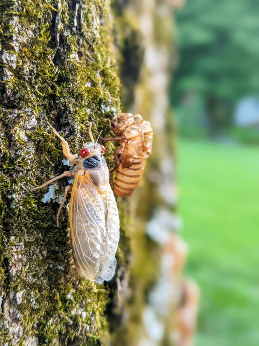 Cicada emerging Brood in Maryland