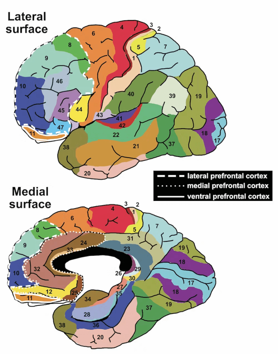 aivojen alueet