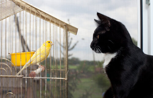 cat looking at bird in cage