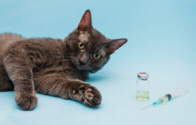 A gray cat lies on a blue background next to a syringe and a bottle of medicine.