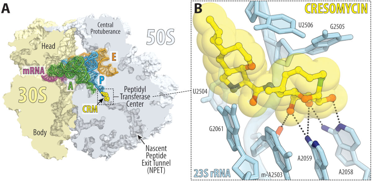 Overview and close-up of cresomycin bound to the bacterial ribosome of Thermus thermophilus