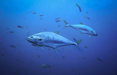 School of fish, tuna swimming in the ocean