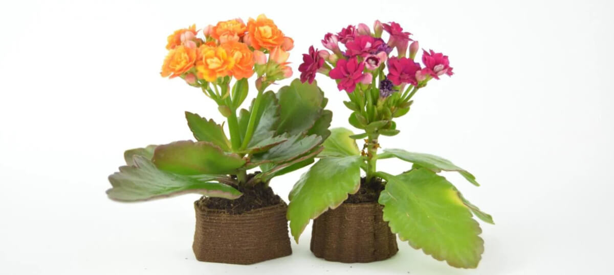 A pendant, espresso cups and flower planters 3D printed from used coffee grounds