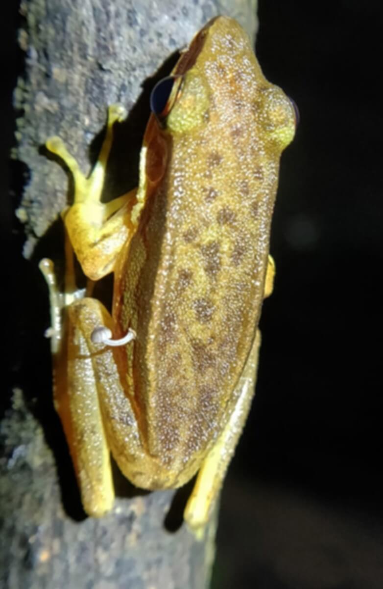 Rao’s Intermediate Golden-backed Frog with a Bonnet Mushroom sprouting from its left flank sitting on a tree