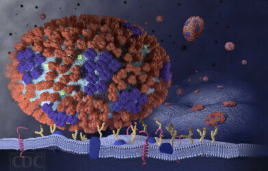 This image illustrates the very beginning stages of an influenza (flu) infection in the respiratory tract