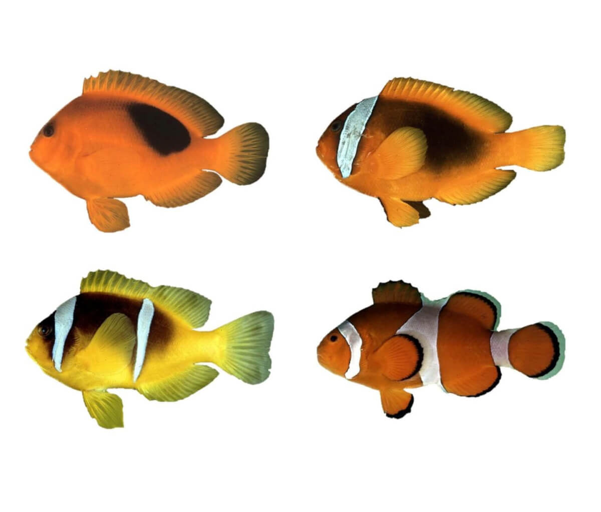 Clownfish with various patterns of stripes. 