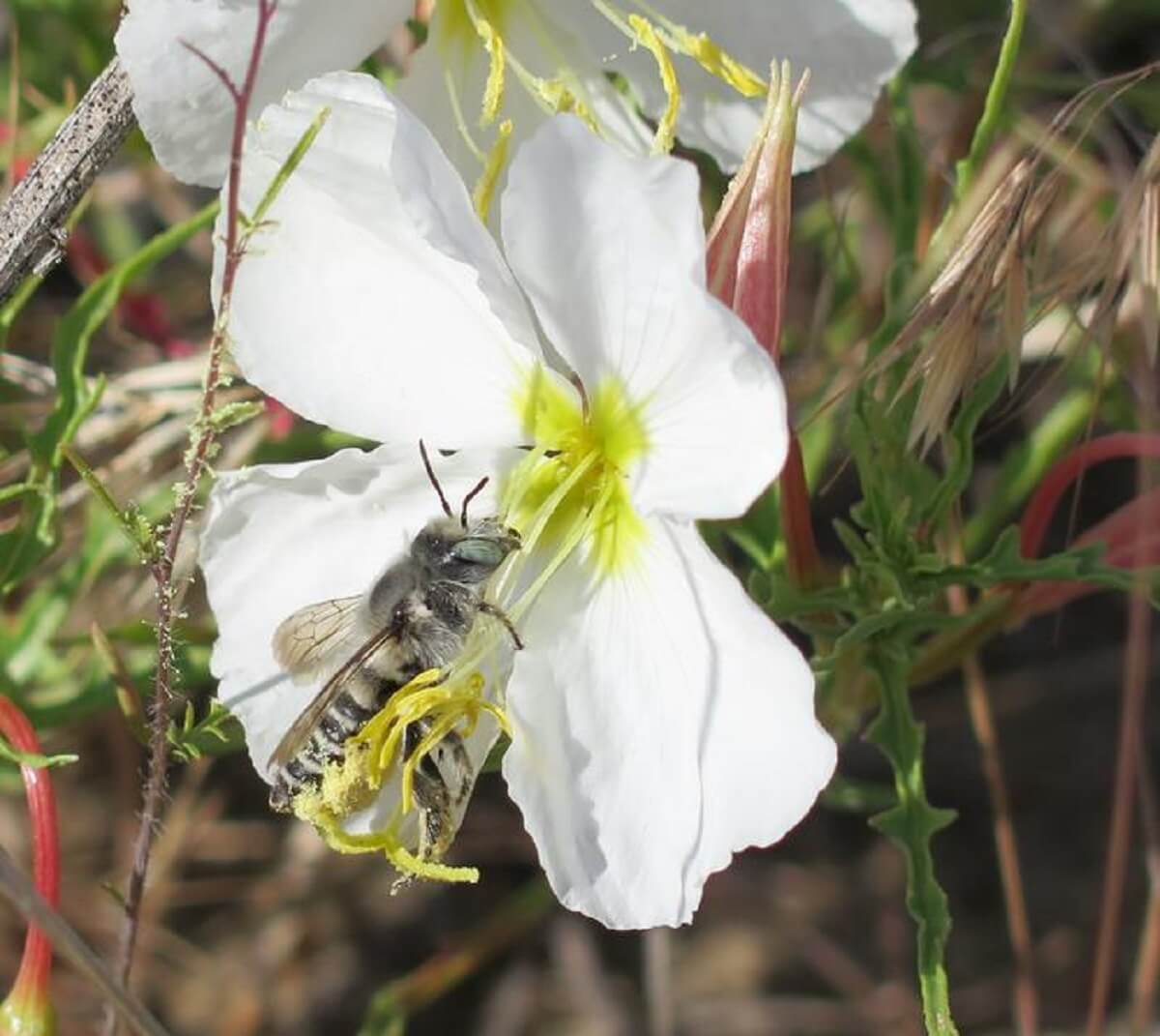 Image showing a bee (genus Megachile) pollinating a pale evening primrose flower in eastern Washington.