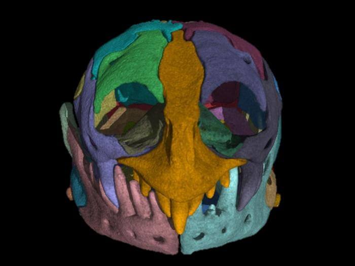 Separate sections of the skull of a Zygaspis quadrifron specimen are highlighted in this CT scan. The large nasal cavities and prominent central tooth stand out in this photo.