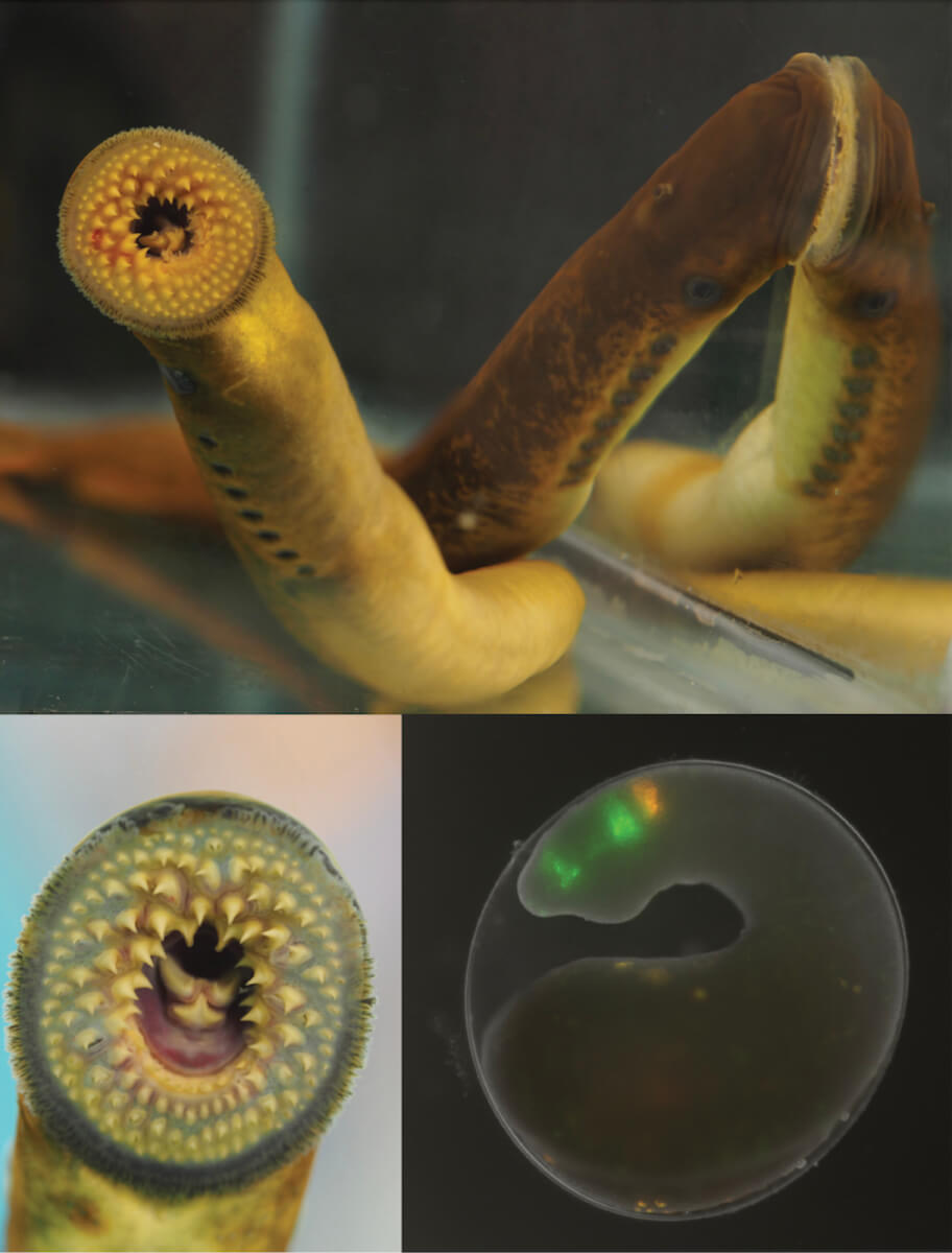Top and left images are adult sea lampreys