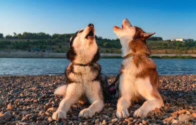 Two Siberian Huskies howling