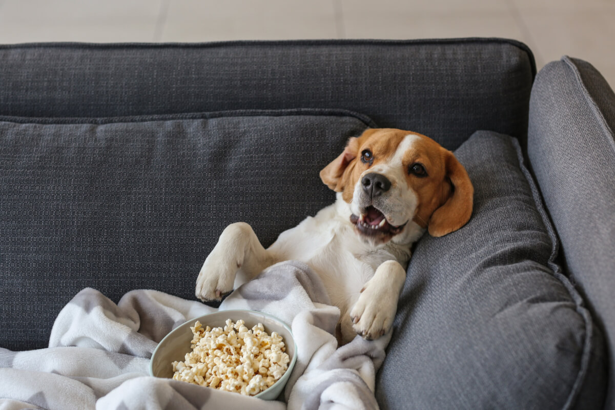 A dog watching a movie with popcorn