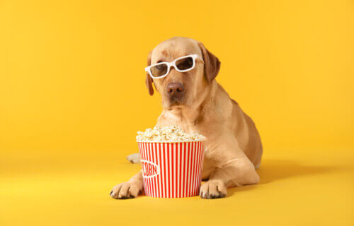 A yellow lab with a bucket of popcorn