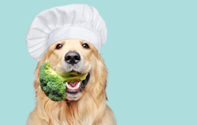 A Golden Retriever with broccoli in its mouth