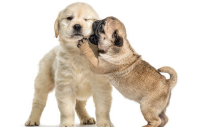 A Golden Retriever and Pug puppy playing