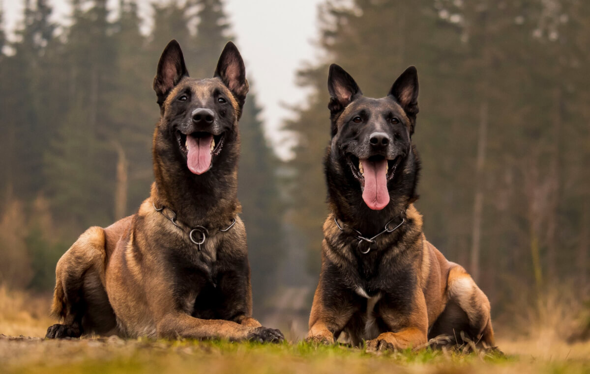 Two Belgian Malinois lying in the grass 