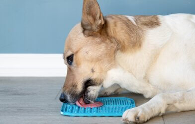 A dog licking a lick mat