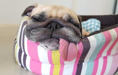 A Pug sleeping in a dog bed with its tongue out