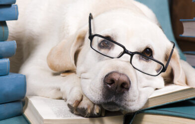 A dog reading a book with glasses on