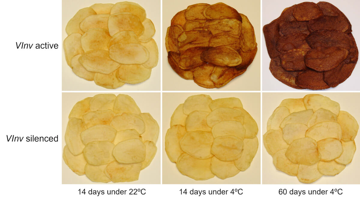 By switching off the potato vacuolar invertase gene, or VInv, Michigan State University researchers have shown that frying potatoes stored at cold temperatures can result in a healthier and more appealing chip