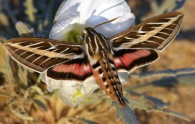 Image showing a white-lined sphinx pollinating a pale evening primrose flower.