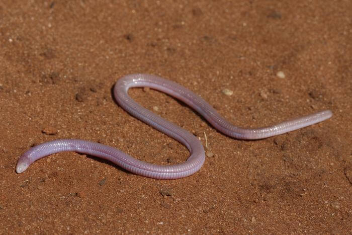 A Zygaspis quadrifrons is photographed in the wild in Koanaka, Botswana.